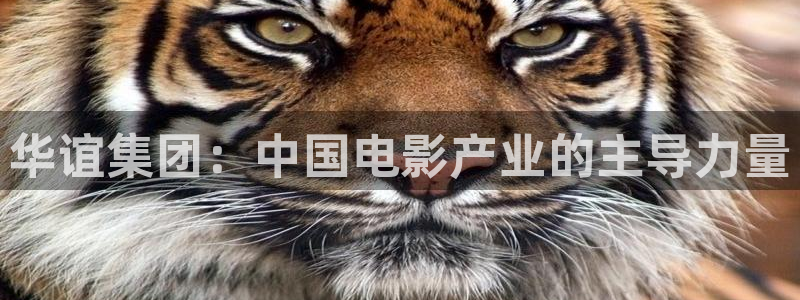 mg不朽情缘四滴血：华谊集团：中国电影产业的主导力量