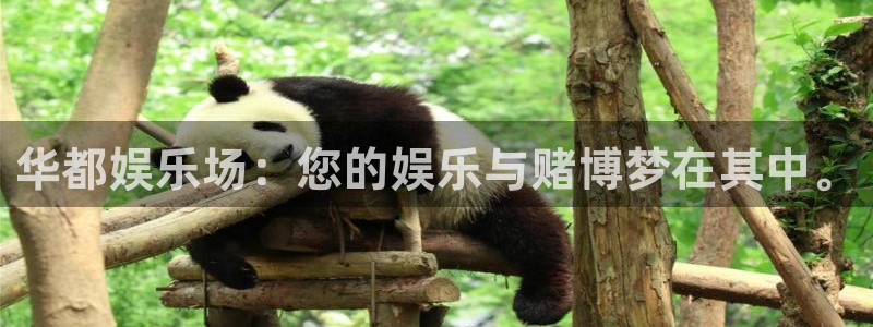 mg不朽情缘玩法
